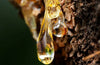 Amberwood fragrance-note image