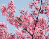 apple blossom fragrance-note image
