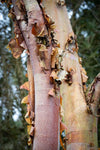 Birch fragrance-note image