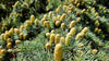Cedar fragrance-note image