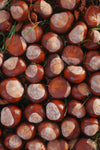Chestnut fragrance-note image