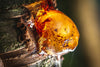 Fir resin fragrance-note image