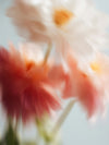 Flowers fragrance-note image