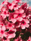 Geranium fragrance-note image