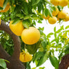 Grapefruit fragrance-note image