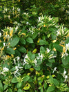 Honeysuckle fragrance-note image