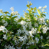 Jasmin fragrance-note image