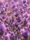 Lavender fragrance-note image