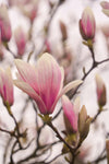 Magnolia fragrance-note image