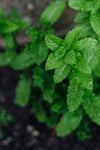 Mint fragrance-note image