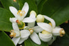 Neroli fragrance-note image