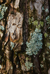 Oakmoss fragrance-note image