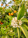 Orange blossom fragrance-note image