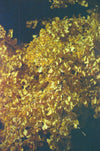 Patchouli fragrance-note image