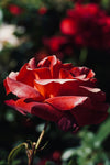 Rose fragrance-note image
