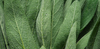 sage fragrance-note image