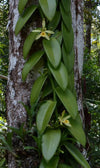 Vanilla Orchid fragrance-note image