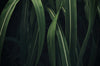 Vetiver fragrance-note image