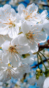White Flowers fragrance-note image